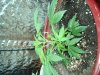 My grow 005.jpg