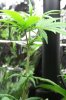 1st grow 004.jpg