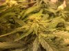 day39bud.5.jpg