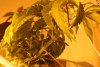og kush underneath anasazi10_01.jpg