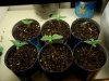 Sprouts-Day7.jpg