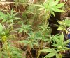 1st grow 003.jpg