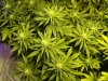 bigkuz68-albums-led-hps-grow-picture103538-dsc00147.jpg