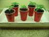 my sativa babies 010.JPG