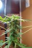 DSC00564.jpg