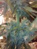 day 46 mo1 top bud.jpg