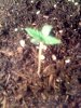 SleestackxSkunk-Seedling.jpg