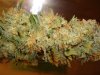 Grow room 002.jpg