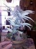 2010-01-16 14.21.49.jpg