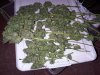 White Widow 12-12-09 250grams.jpg