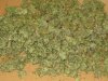 harvest time fifteen ounces from ten girls 002.JPG