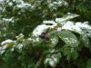 DSC00913.jpg