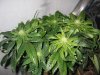 LR seeds & bagseed 2 008.jpg