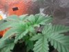 100_5393.jpg