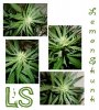 shackleford-r-albums-ls-gws-tent-grow-picture105024-ls-tops.jpg