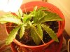 DSCF2162.JPG