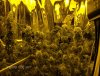 grow 6 002.jpg