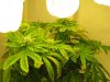 pot 082.jpg