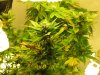 pot 083.jpg
