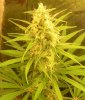 rhinowreck lst nugshot 5 weeks flowering.jpg