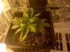 new grow update 005.jpg