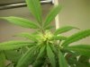 Plant 4 - Very Top Bud.jpg