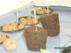 babies_seeds 004.JPG
