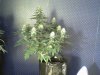 Flowering 3.jpg