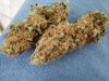 og kush macro.2.JPG