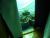 new grow room 003.jpg