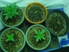 all plants in 002.jpg