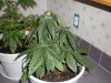Picture 002.jpg