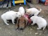 dogs%20eat%20pigs%20head.jpg