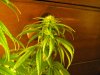 2-4-10 New plant 009.jpg