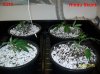 600w grow, first day 004 600x449.jpg