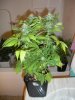 DSCN2660.jpg