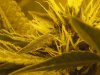 1 day short of 4 weeks flowering 015.jpg