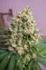Third Master Kush cola mmmm.jpg