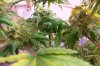 White Skunk lower.jpg