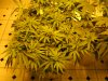 day two twelve twelve sativas 001.JPG