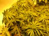 day two twelve twelve sativas 002.JPG