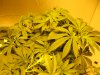 day two twelve twelve sativas 005.JPG