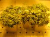 day two twelve twelve sativas 007.JPG