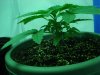growing fast 003.jpg