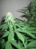 thining white widow feb 22.JPG