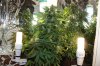 all the plants.jpg