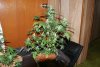 camdump10 336.jpg