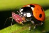 Coccinellidae-ireland-image-picture.jpg