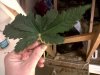 IMG00032-20100216-1630.jpg