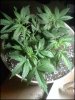 week 4 veg # 2.jpg